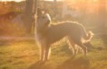 /album/dogs-hundar/zenta-jpg/