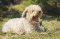 /album/dogs-hundar/a4-jpg1/
