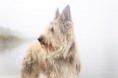 /album/dogs-hundar1/a1-jpg/