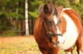 /album/horses-hastar/mimmi-jpg/