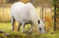 /album/horses-hastar/a5-jpg/