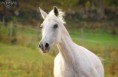 /album/horses-hastar/a6-jpg/