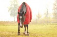 /album/horses-hastar/a1-jpg1/