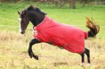 /album/horses-hastar/a8-jpg/