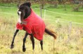 /album/horses-hastar/a13-jpg/