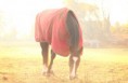 /album/horses-hastar/a21-jpg/