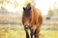 /album/horses-hastar/a18-jpg/