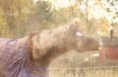 /album/horses-hastar/a19-jpg/