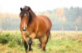 /album/horses-hastar/a23-jpg/