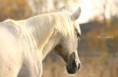 /album/horses-hastar/a24-jpg/