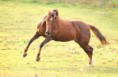 /album/horses-hastar/a25-jpg/