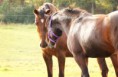 /album/horses-hastar/a26-jpg/