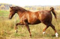 /album/horses-hastar/a27-jpg/