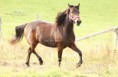 /album/horses-hastar/a33-jpg/