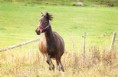 /album/horses-hastar/a30-jpg/