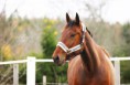/album/horses-hastar/a14-jpg1/