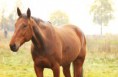 /album/horses-hastar/a6a-jpg/