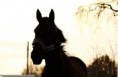 /album/horses-hastar/a16-jpg/