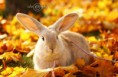 /album/rabbits-kaniner/a4-jpg/