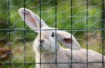 /album/rabbits-kaniner/a6-jpg1/