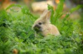 /album/rabbits-kaniner/a7-jpg1/