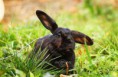 /album/rabbits-kaniner/a8-jpg1/
