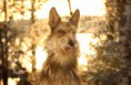 /album/dogs-hundar1/a3-jpg1/