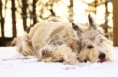 /album/dogs-hundar1/a4-jpg2/
