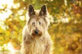 /album/dogs-hundar1/a5-jpg2/