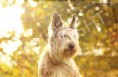 /album/dogs-hundar1/a6-jpg2/