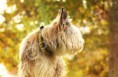 /album/dogs-hundar1/a7-jpg2/