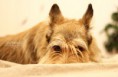/album/dogs-hundar1/a26-jpg1/