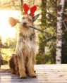 /album/dogs-hundar1/a12-jpg1/