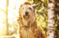 /album/dogs-hundar1/a15-jpg/