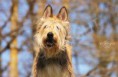 /album/dogs-hundar1/a17-jpg1/