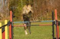 /album/dogs-hundar1/a18-jpg1/