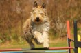 /album/dogs-hundar1/a19-jpg1/
