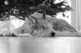 /album/dogs-hundar1/a20-jpg/