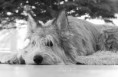 /album/dogs-hundar1/a21-jpg1/