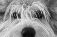 /album/dogs-hundar1/a22-jpg1/