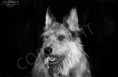 /album/dogs-hundar1/a23-jpg1/