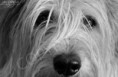 /album/dogs-hundar1/a24-jpg1/