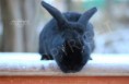 /album/rabbits-kaniner/a2-jpg1/