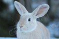 /album/rabbits-kaniner/a3-jpg2/